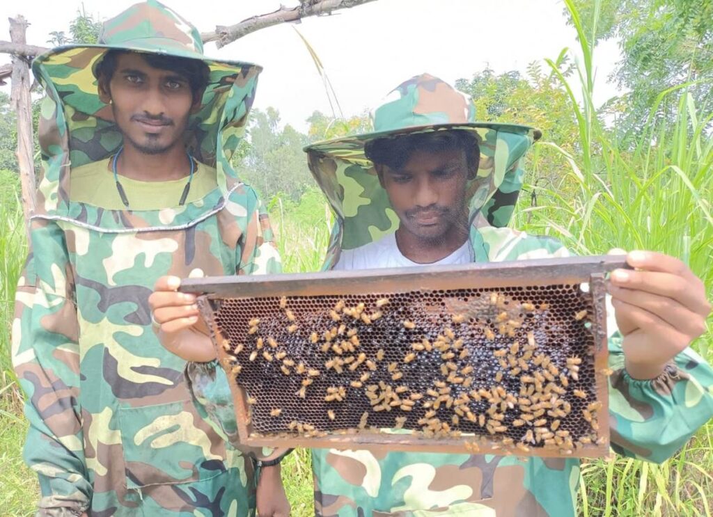 Bees Hive Maintenance